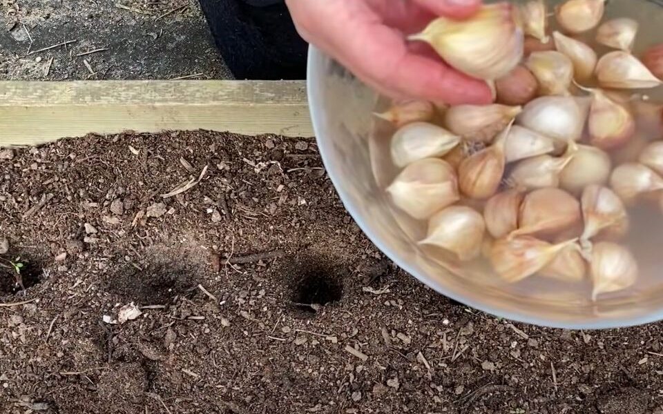 Секреты здорового чеснока: как уберечь грядки от болезней