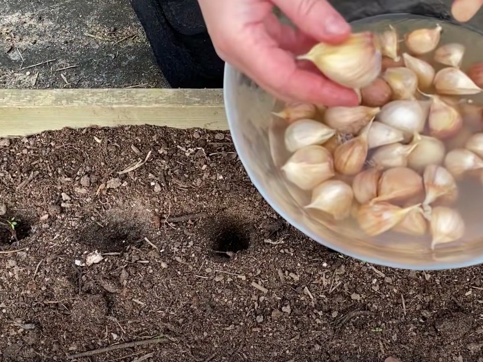 Секреты здорового чеснока: как уберечь грядки от болезней