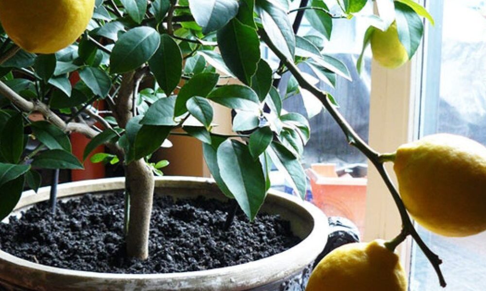 Лимон на подоконнике: легкий способ вырастить цитрусовое чудо дома