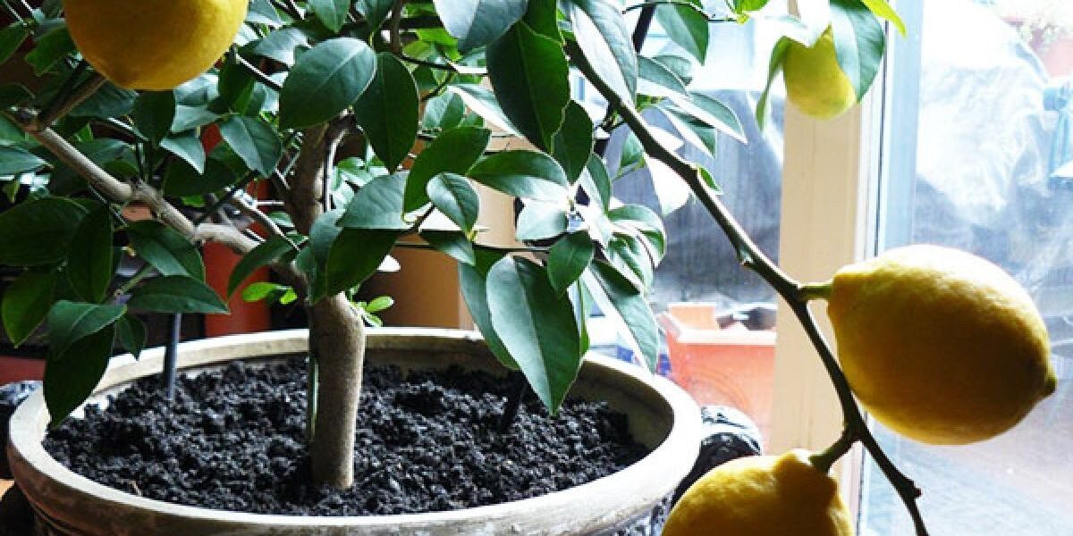 Лимон на подоконнике: легкий способ вырастить цитрусовое чудо дома