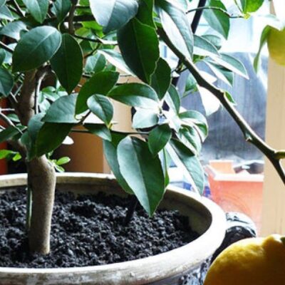 Лимон на подоконнике: легкий способ вырастить цитрусовое чудо дома