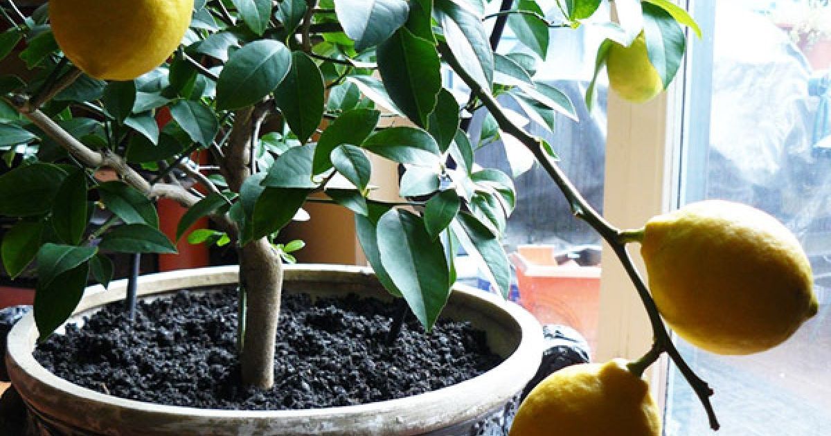 Лимон на подоконнике: легкий способ вырастить цитрусовое чудо дома