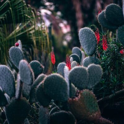 Опунция дома: секреты успешной посадки и ухода для каждой женщины