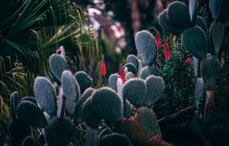 Опунция дома: секреты успешной посадки и ухода для каждой женщины