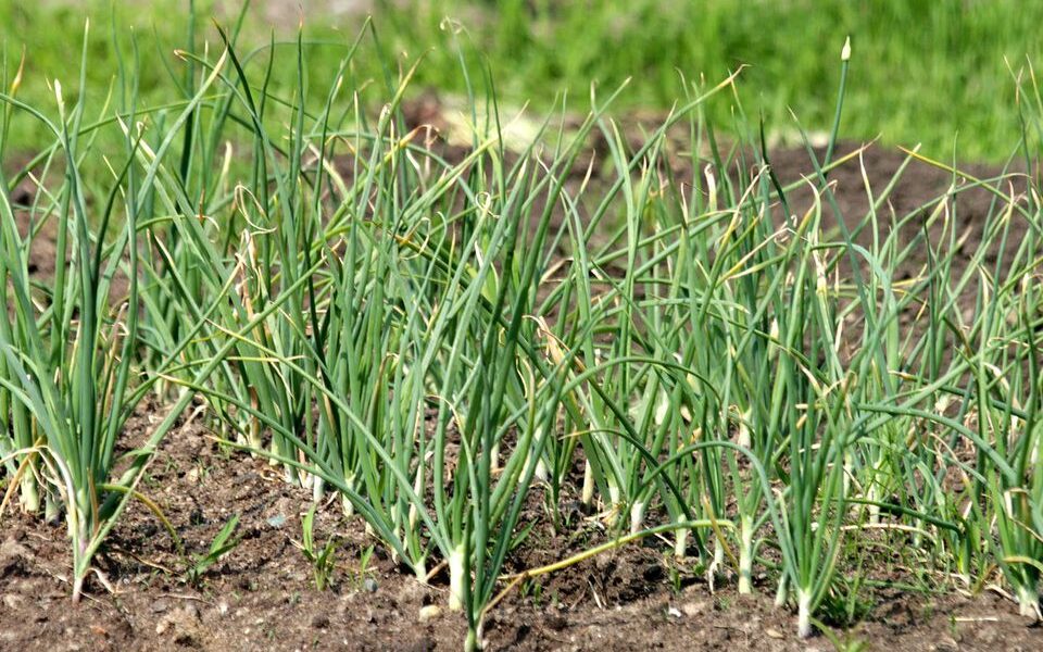 Секреты идеальной подкормки озимого чеснока для богатого урожая