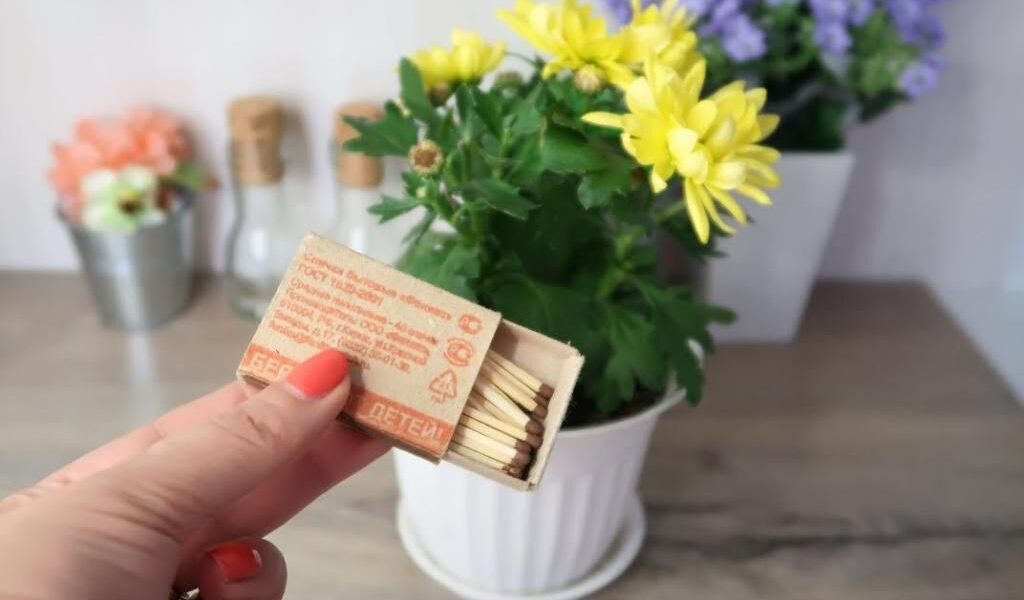 Секреты ухода за комнатными растениями: зачем добавлять спички в горшок