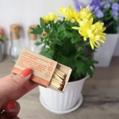 Секреты ухода за комнатными растениями: зачем добавлять спички в горшок