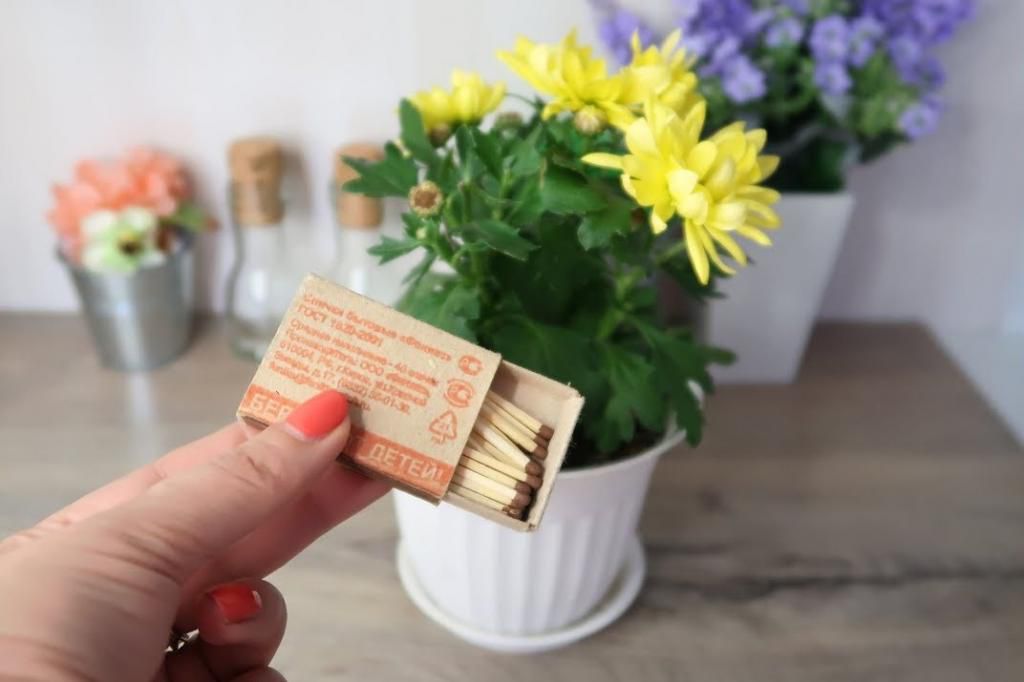 Секреты ухода за комнатными растениями: зачем добавлять спички в горшок