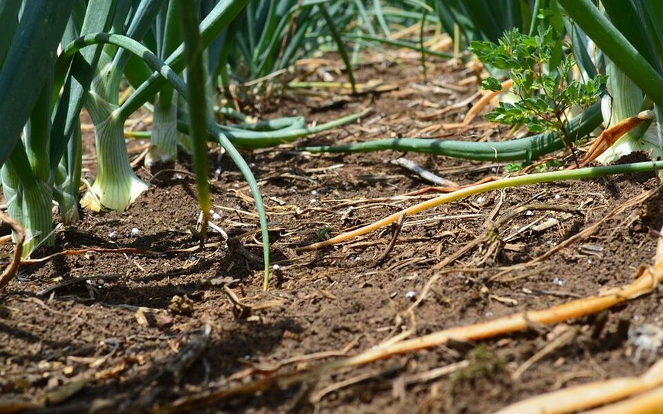 Секреты пышного сада: ваш гид по выращиванию красоты