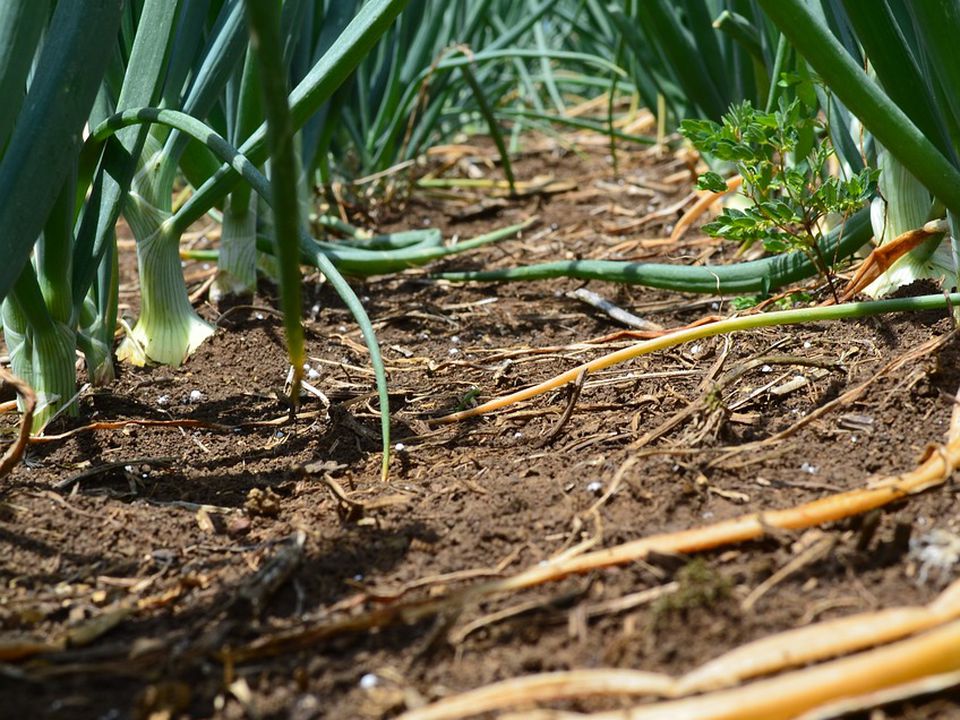 Секреты пышного сада: ваш гид по выращиванию красоты