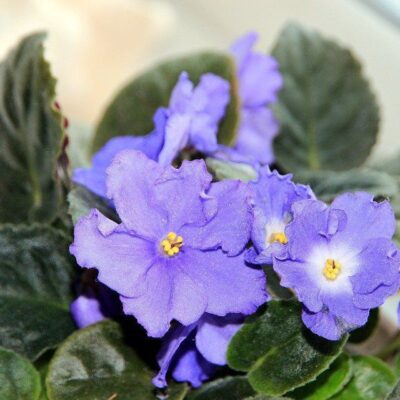 Как фиалки преобразят ваш дом: 5 неожиданных изменений