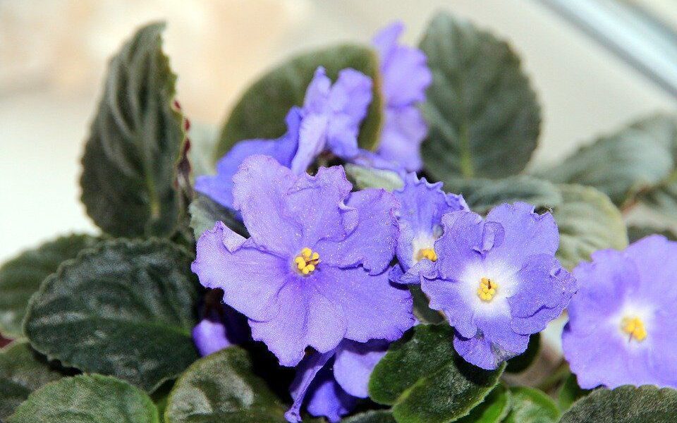 Как фиалки преобразят ваш дом: 5 неожиданных изменений