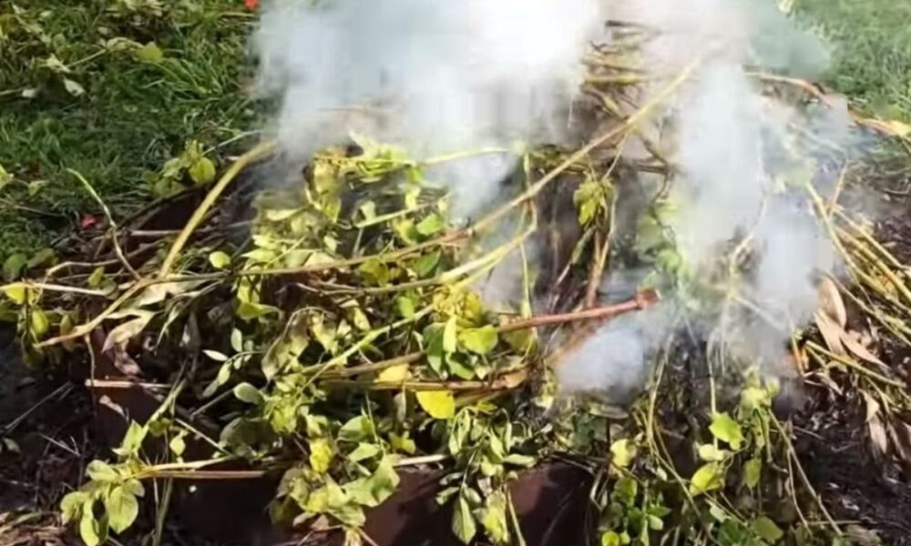 Картофельная ботва на грядке: правда и заблуждения дачников