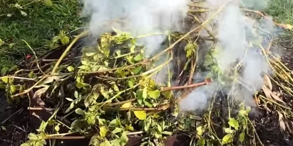 Картофельная ботва на грядке: правда и заблуждения дачников