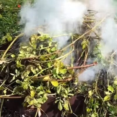 Картофельная ботва на грядке: правда и заблуждения дачников