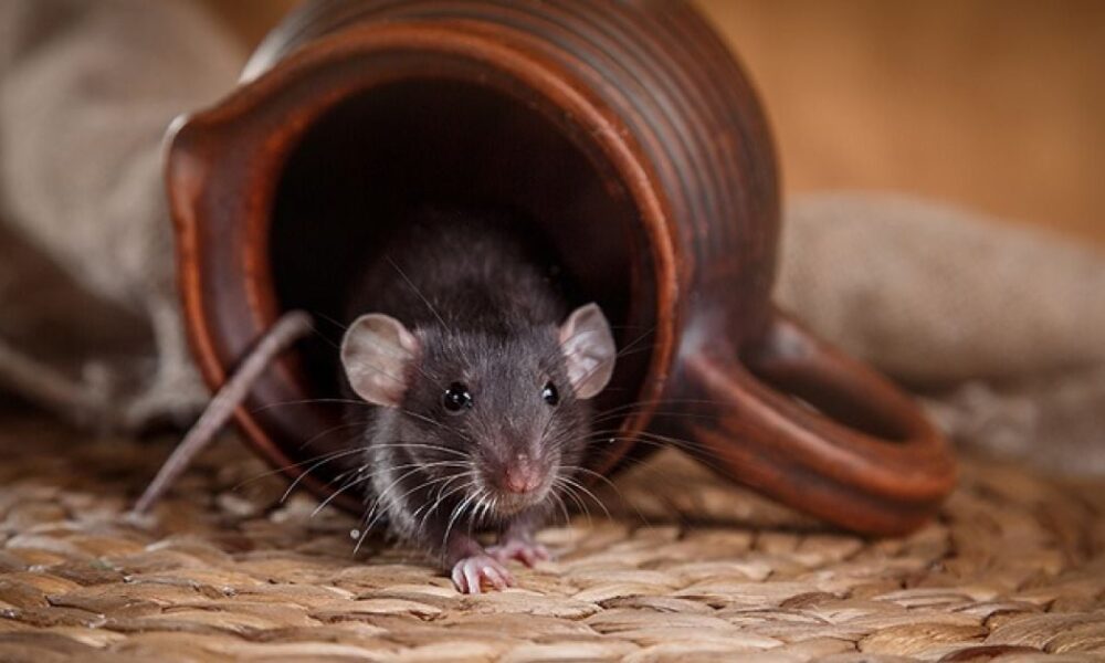 Секреты пышного сада: Женский взгляд на огород и красоту растений