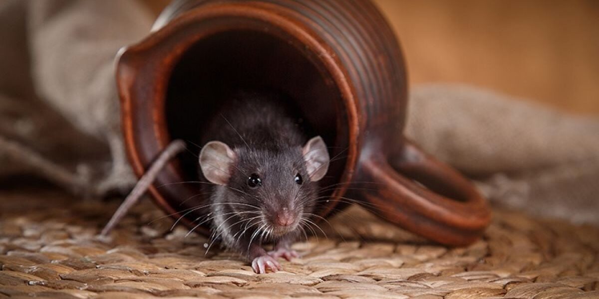 Секреты пышного сада: Женский взгляд на огород и красоту растений