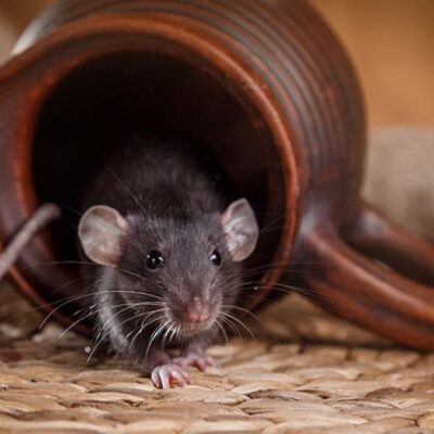 Домашние средства от мышей: как избавиться от грызунов в доме и квартире