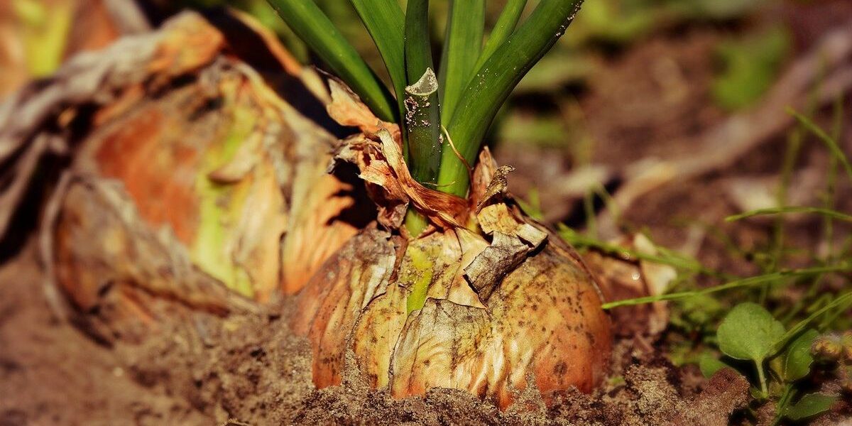 Секреты пышного урожая: чем подкормить лук в июне для максимальной пользы