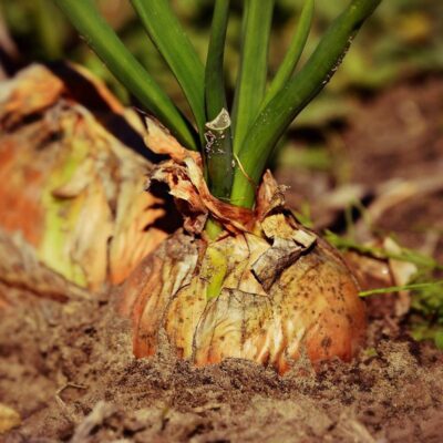 Секреты пышного урожая: чем подкормить лук в июне для максимальной пользы