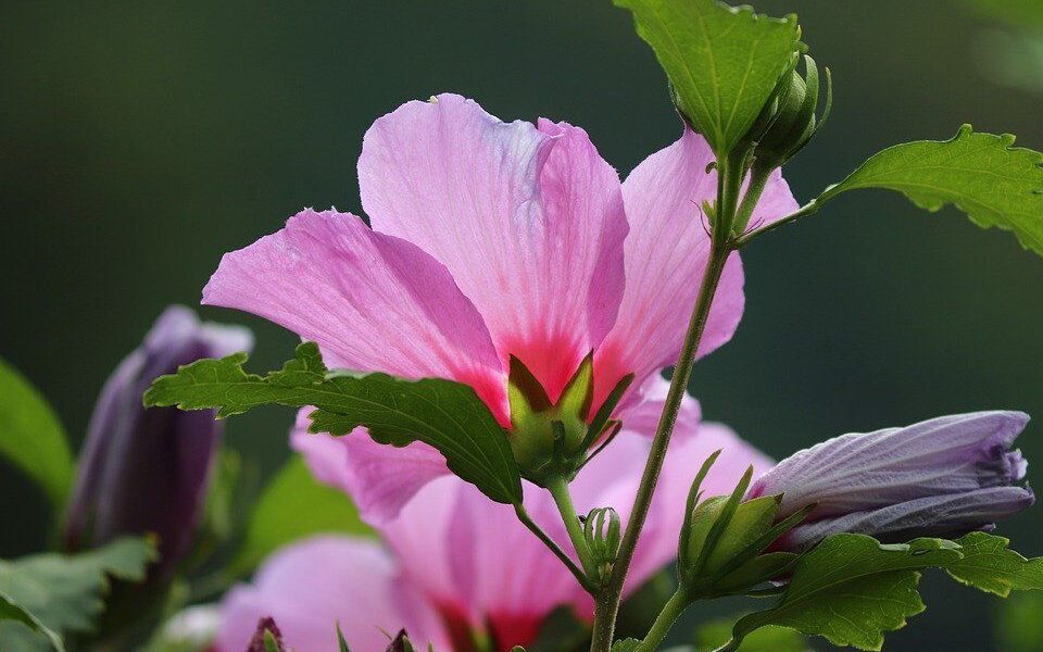 Растения, приносящие разлад: какие комнатные цветы стоит убрать из дома