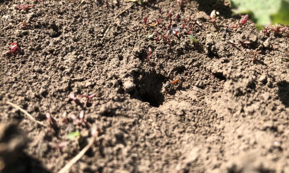 Избавляемся от муравьев на даче: эффективные и безопасные методы