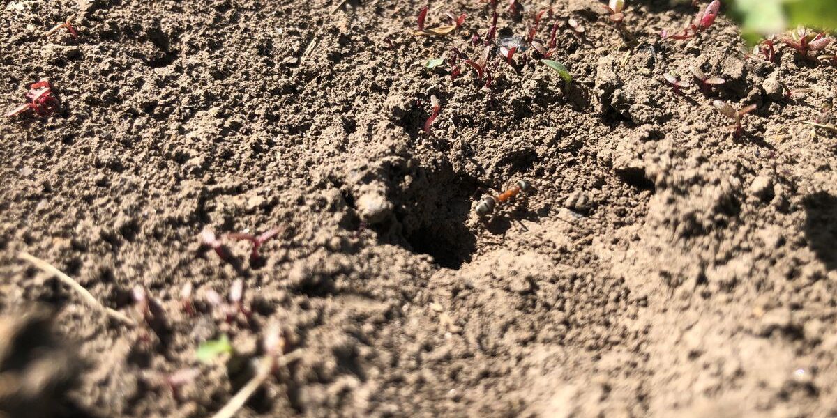 Избавляемся от муравьев на даче: эффективные и безопасные методы