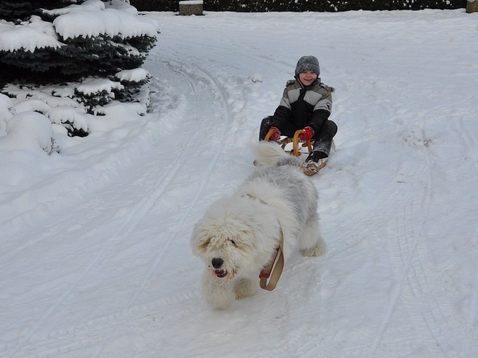 Когда заводить питомца: 3 признака, что ребенок еще не готов