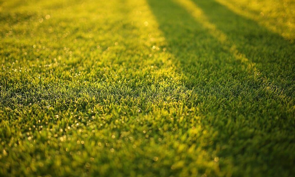 Почему желтеет газон и как вернуть ему зелень: советы для дачниц