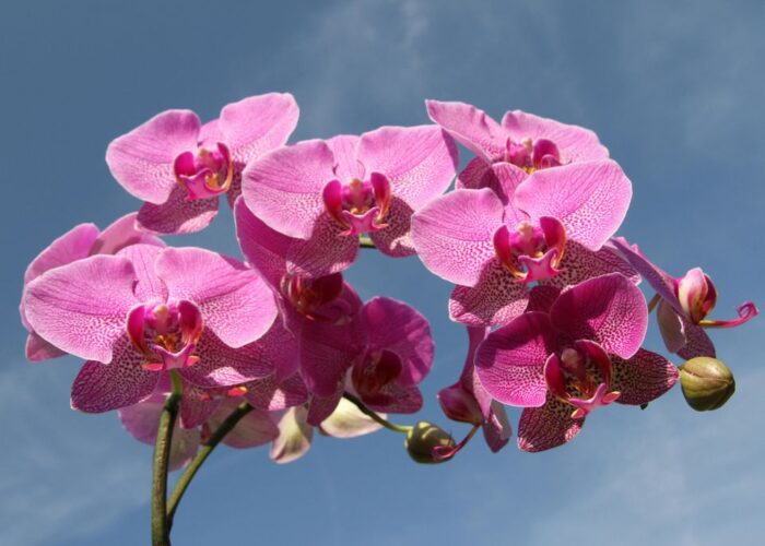 Секрет пышного цветения орхидей: температурные хитрости для вашего дома