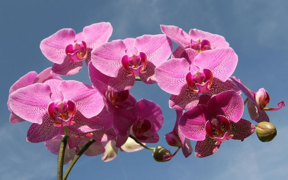 Секрет пышного цветения орхидей: температурные хитрости для вашего дома
