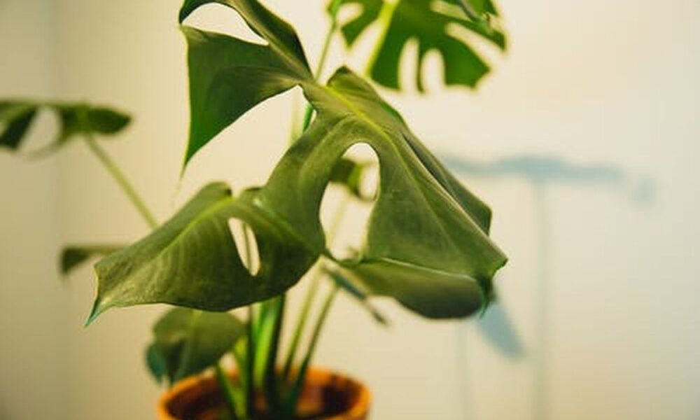 Почему желтеют и вянут листья у домашних цветов: 4 главные причины