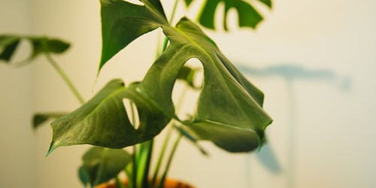 Почему желтеют и вянут листья у домашних цветов: 4 главные причины