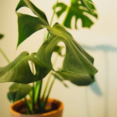 Почему желтеют и вянут листья у домашних цветов: 4 главные причины