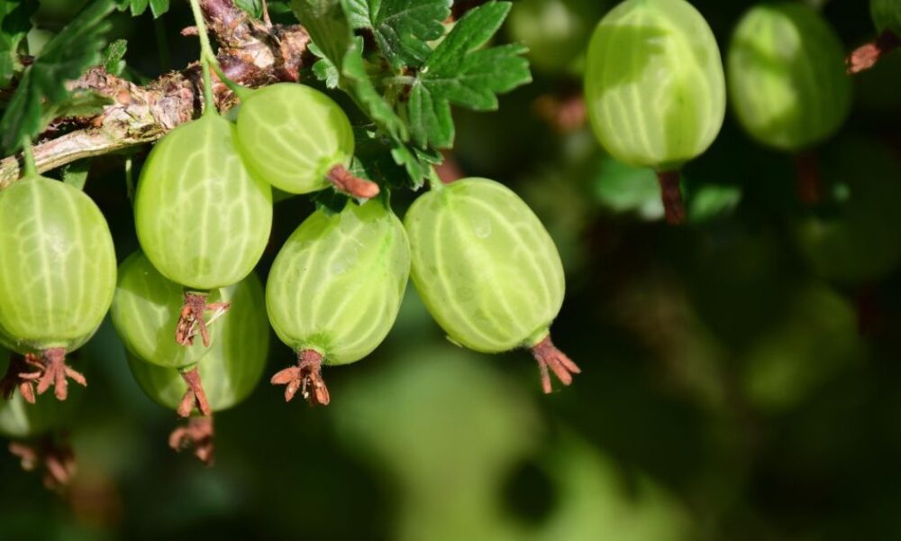 Как защитить крыжовник от болезней: секретный рецепт для богатого урожая