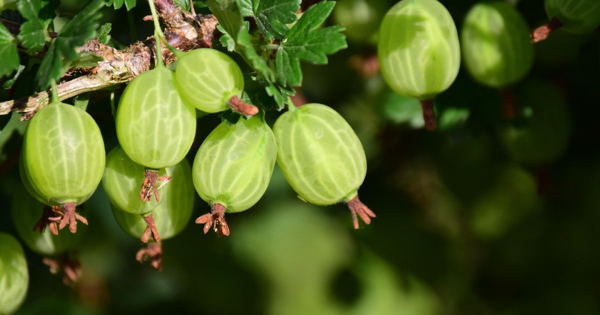 Как защитить крыжовник от болезней: секретный рецепт для богатого урожая