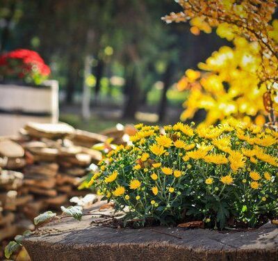 Сезонные заботы: как роботы помогут в саду и огороде осенью