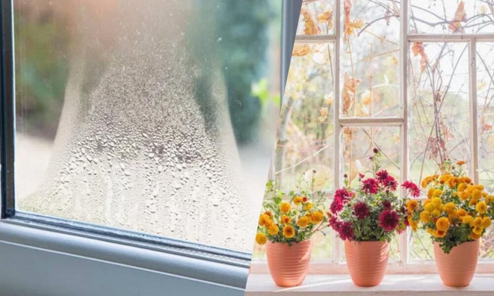 Цветочное решение: как избавиться от конденсата на подоконнике с помощью растений