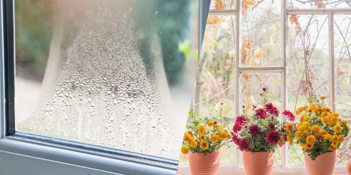 Цветочное решение: как избавиться от конденсата на подоконнике с помощью растений