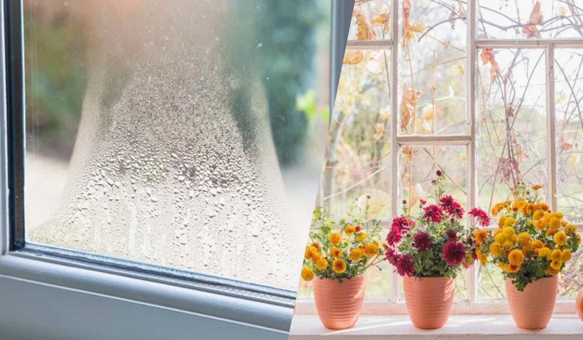 Цветочное решение: как избавиться от конденсата на подоконнике с помощью растений