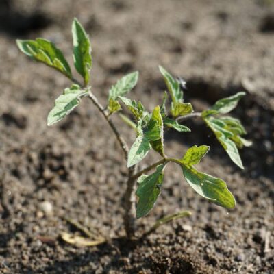 Как правильно сажать помидоры в открытом грунте: оптимальное расстояние между кустами