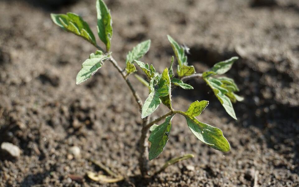 Как правильно сажать помидоры в открытом грунте: оптимальное расстояние между кустами