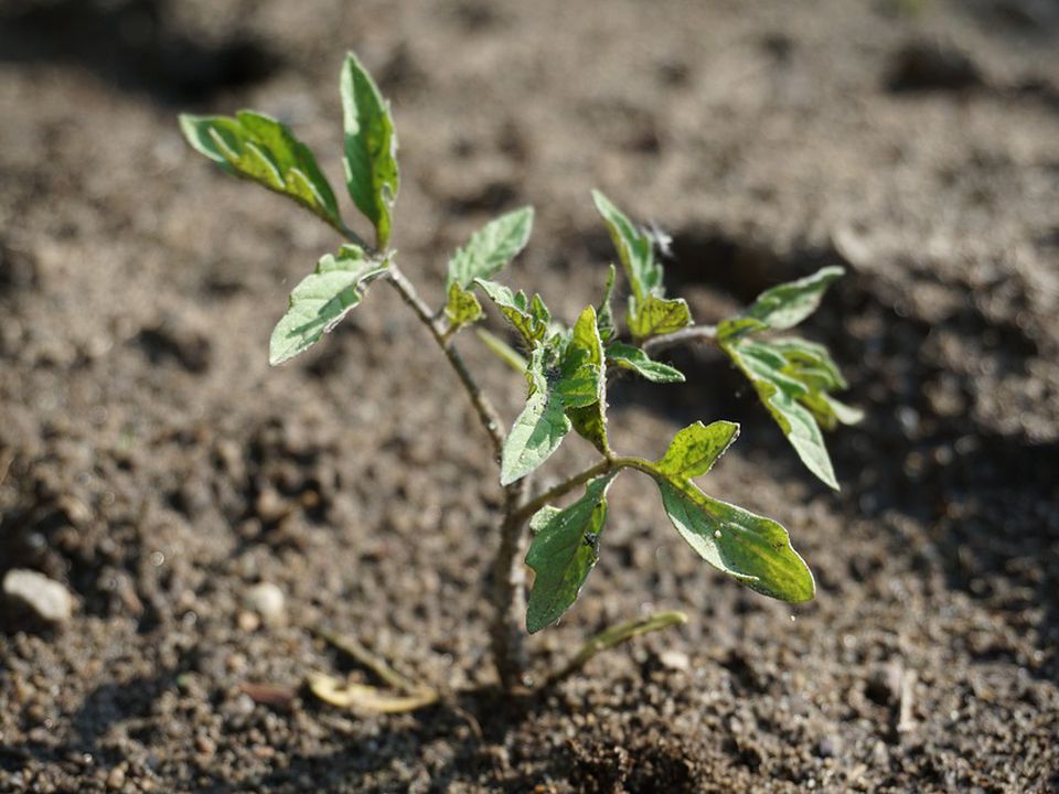 Как правильно сажать помидоры в открытом грунте: оптимальное расстояние между кустами