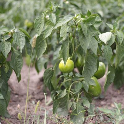 Как изменить вкус сладкого и острого перца на грядке: секреты опыления и урожая