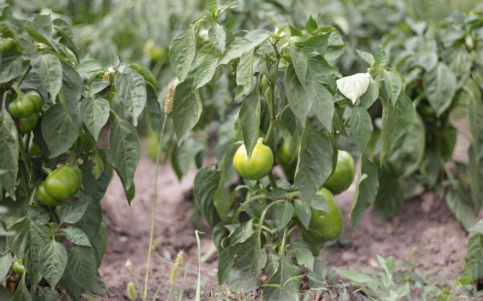 Как изменить вкус сладкого и острого перца на грядке: секреты опыления и урожая