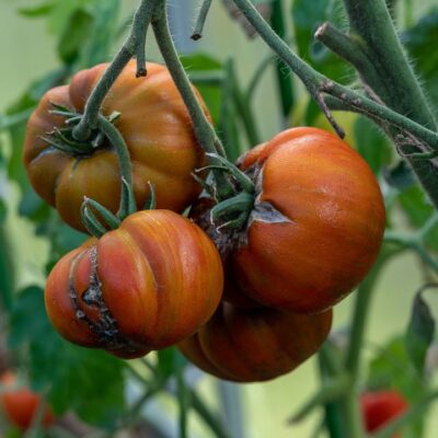 Спасаем помидоры от черных пятен: народные рецепты для вашего огорода