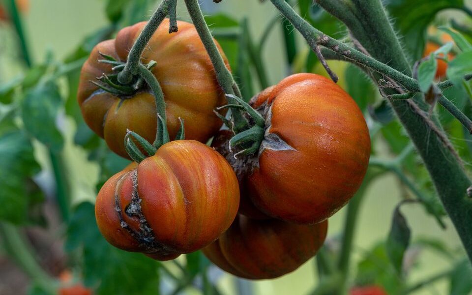 Спасаем помидоры от черных пятен: народные рецепты для вашего огорода