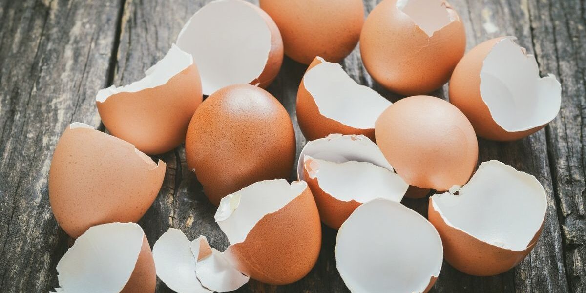 Яичная скорлупа - ценное удобрение: секреты опытных садоводов