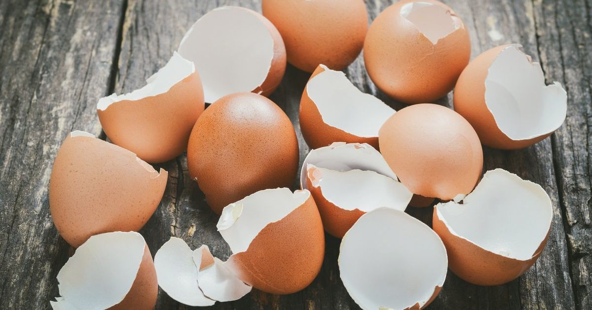 Яичная скорлупа для удобрения: секреты опытных садоводов, которые вы не знали