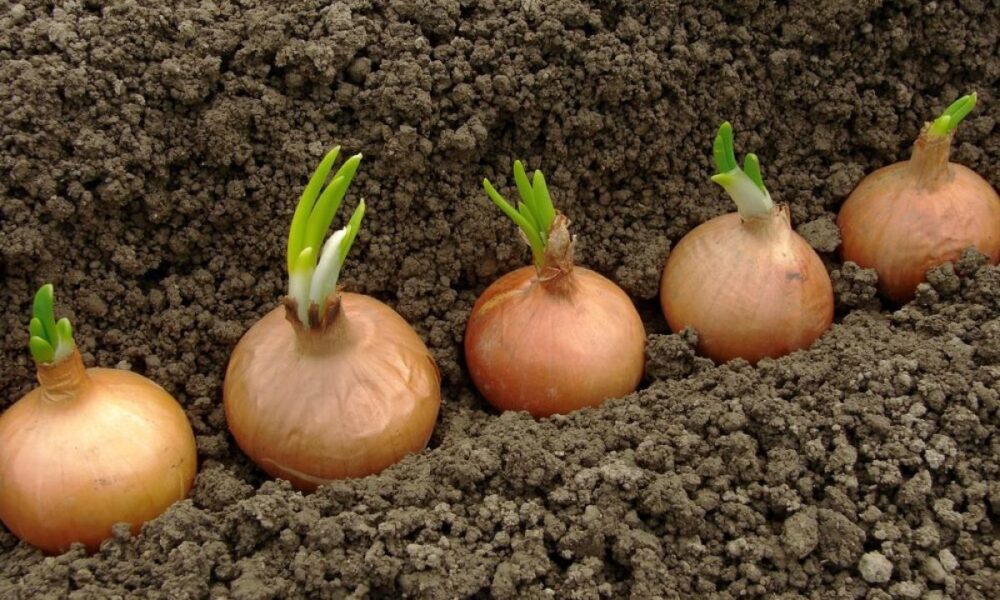 Как защитить лук весной от болезней и гниения летом: секреты опытных хозяек
